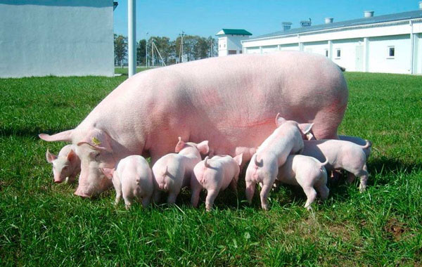 ��� ������