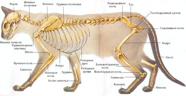www.bethowen.ru/catalogue/352/
